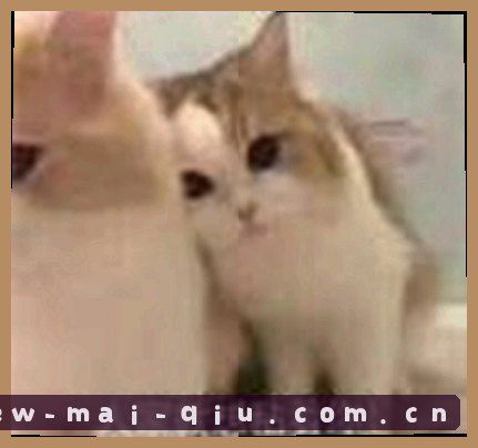 刘涛